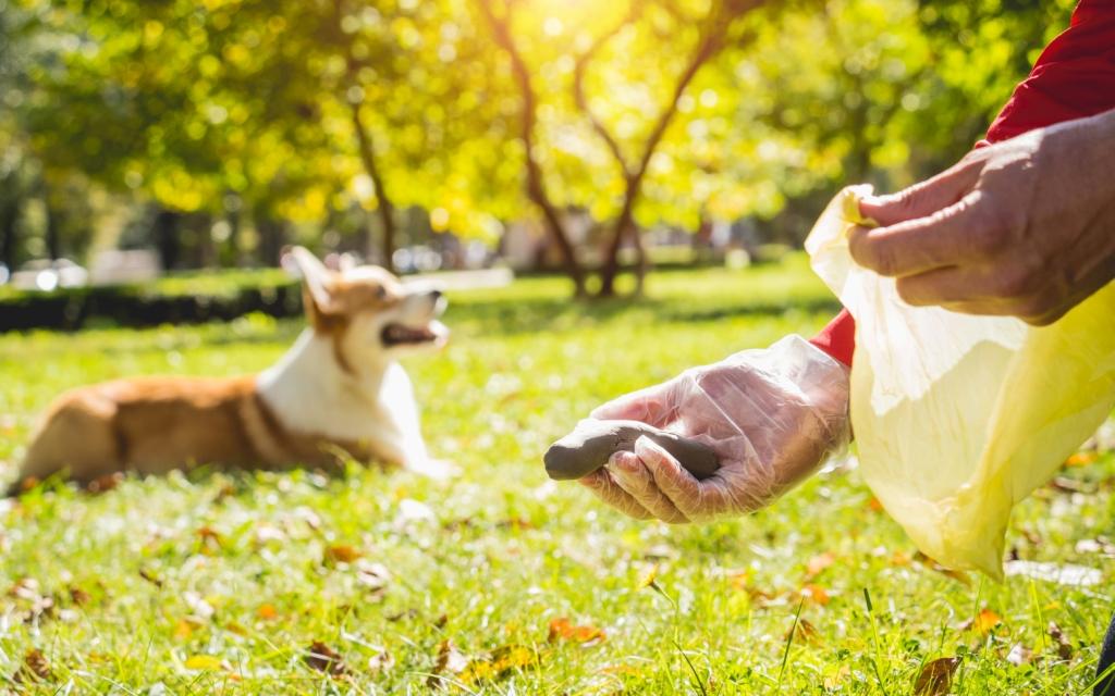 How To Eliminate Dog Poop Odor From Your Yard