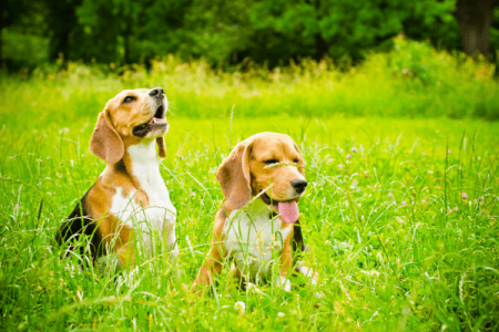 How To Integrate A Second Beagle