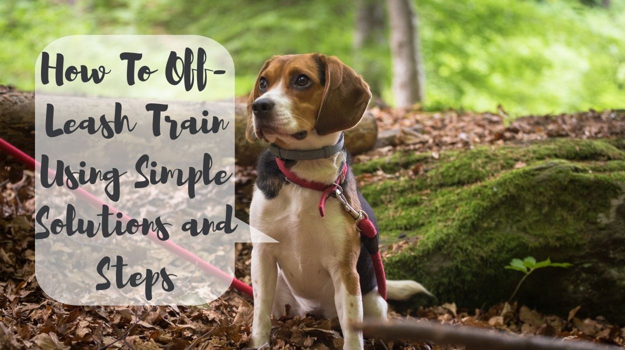 How To Off-Leash Train Using Simple Solutions and Steps