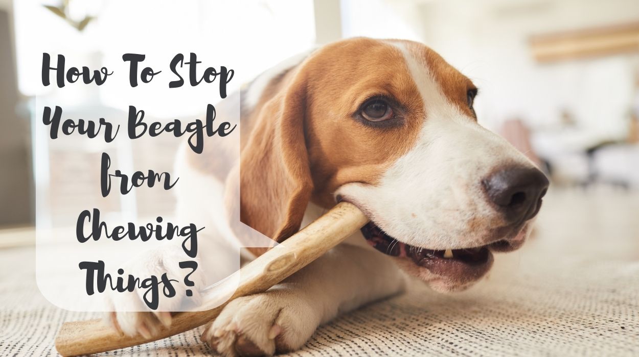 How To Stop Your Beagle from Chewing Things?