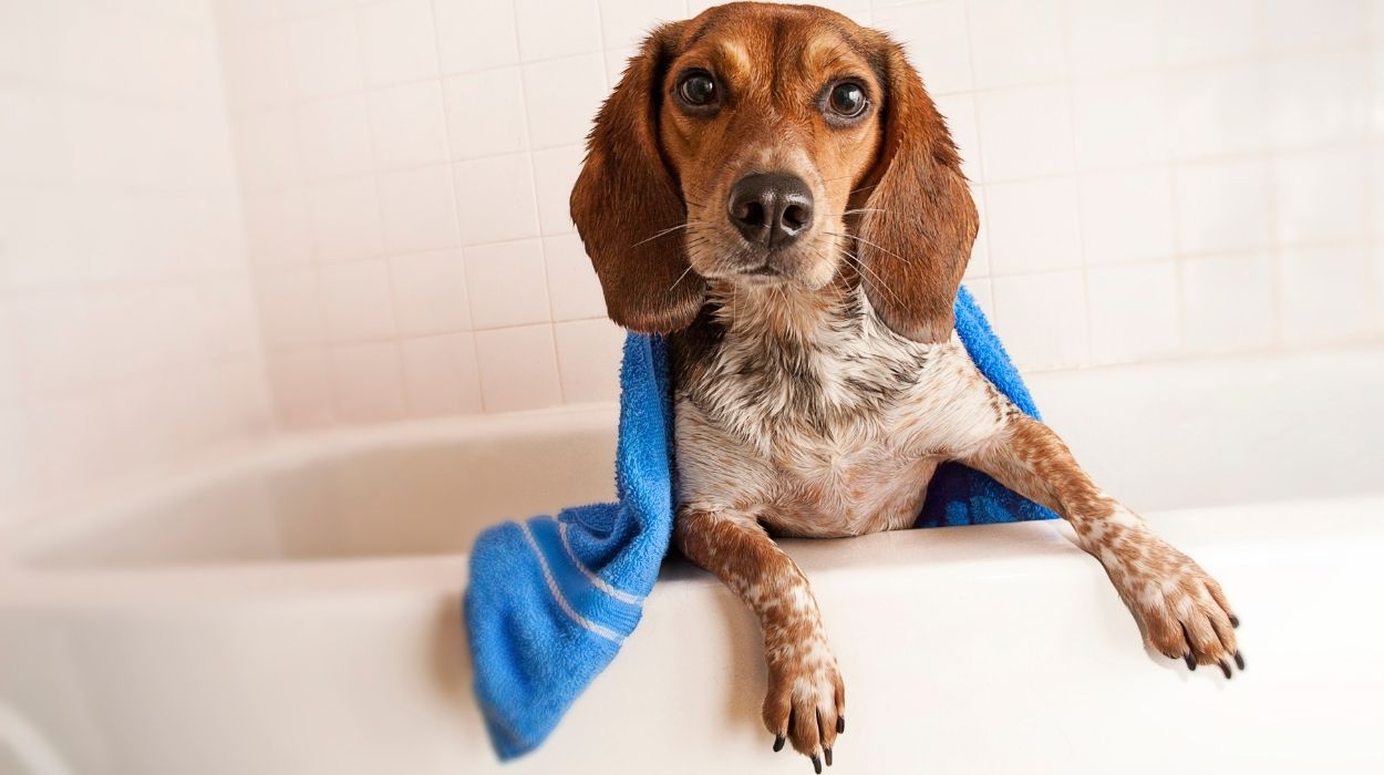 How often to bathe Beagle