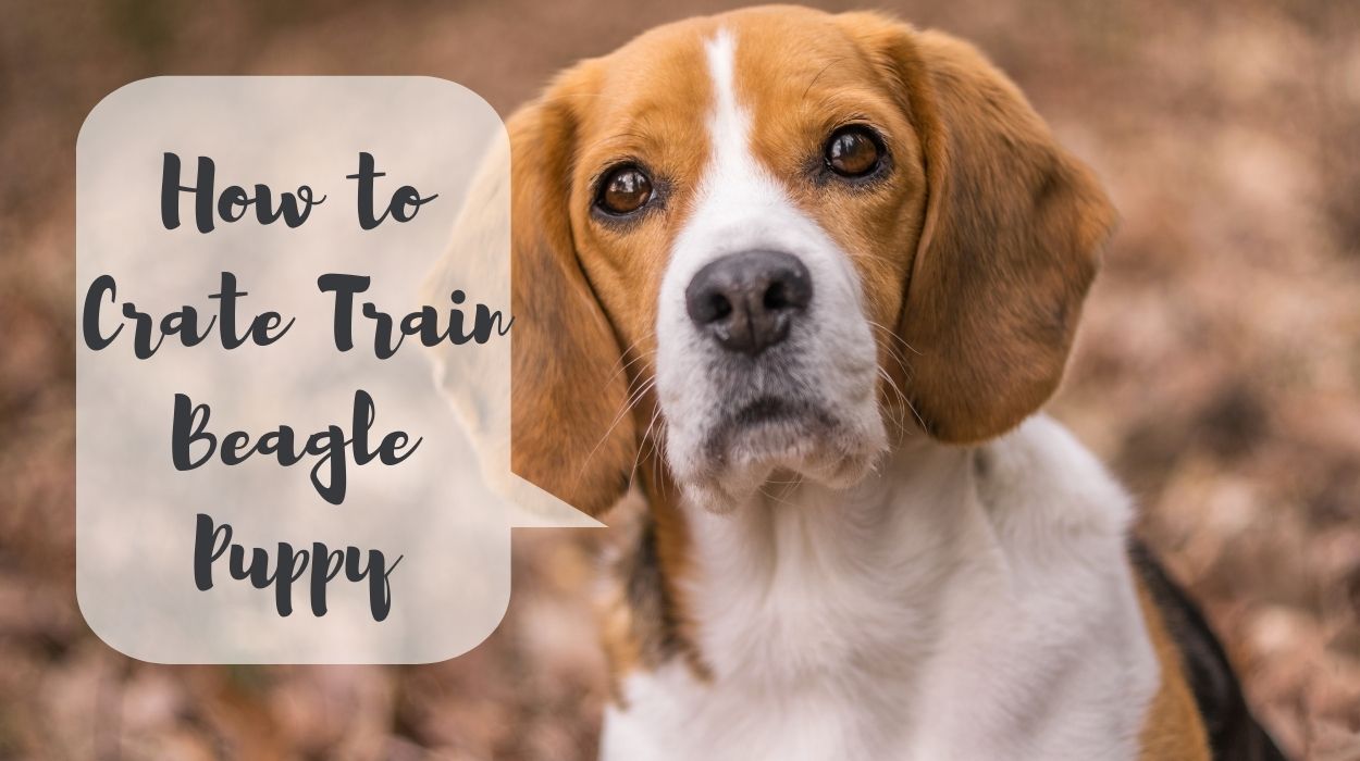 How to Crate Train Beagle Puppy
