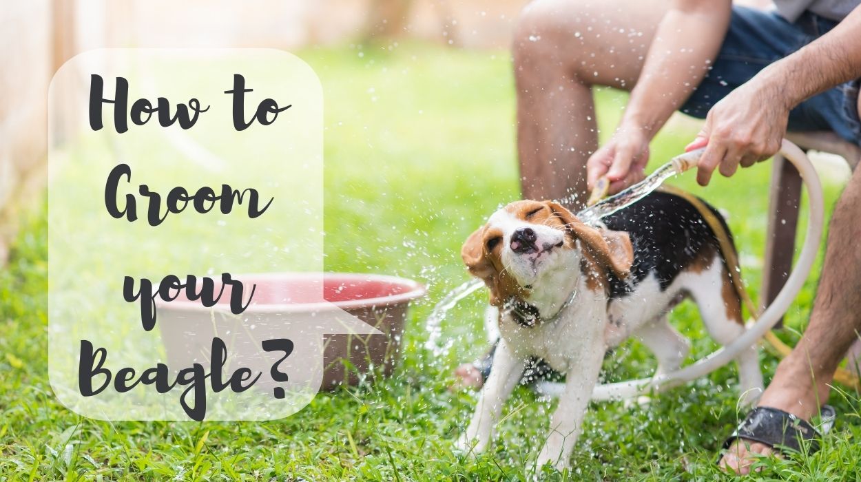 How to Groom your Beagle?