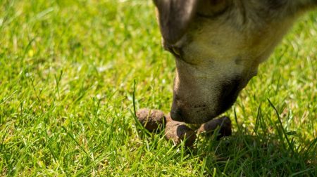 How to Stop dogs from eating poop