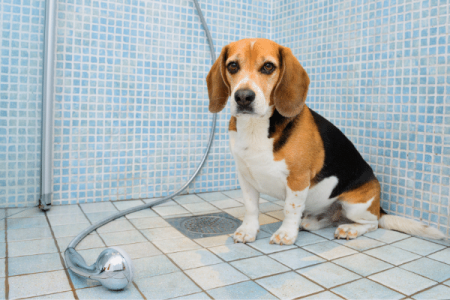 How to bathe your Beagle 5 easy steps