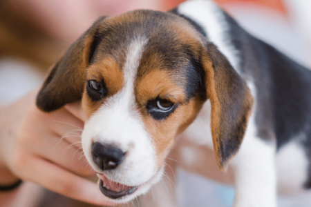 How to manage Puppy Teething 
