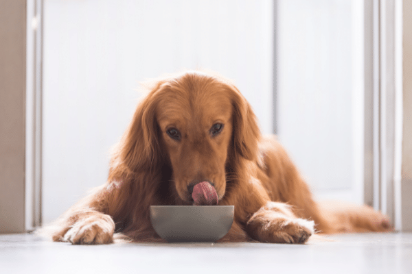 How to serve Okra to your dog