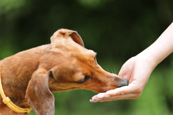 How to serve tamarind to your dog