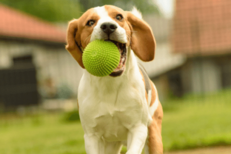 How to teach fetch to your Beagle