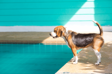 How to train Beagles to swim