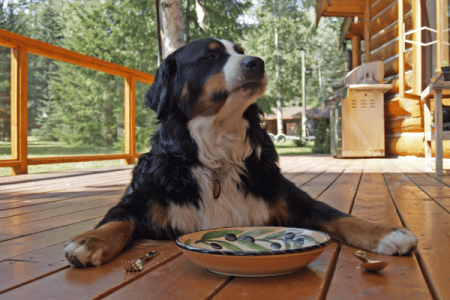 Is Consuming Ravioli Safe For Your Dog 