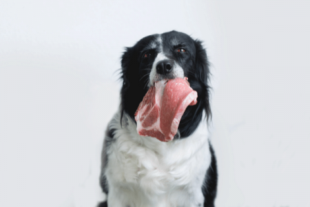 Is Rotten Meat Bad For Dogs