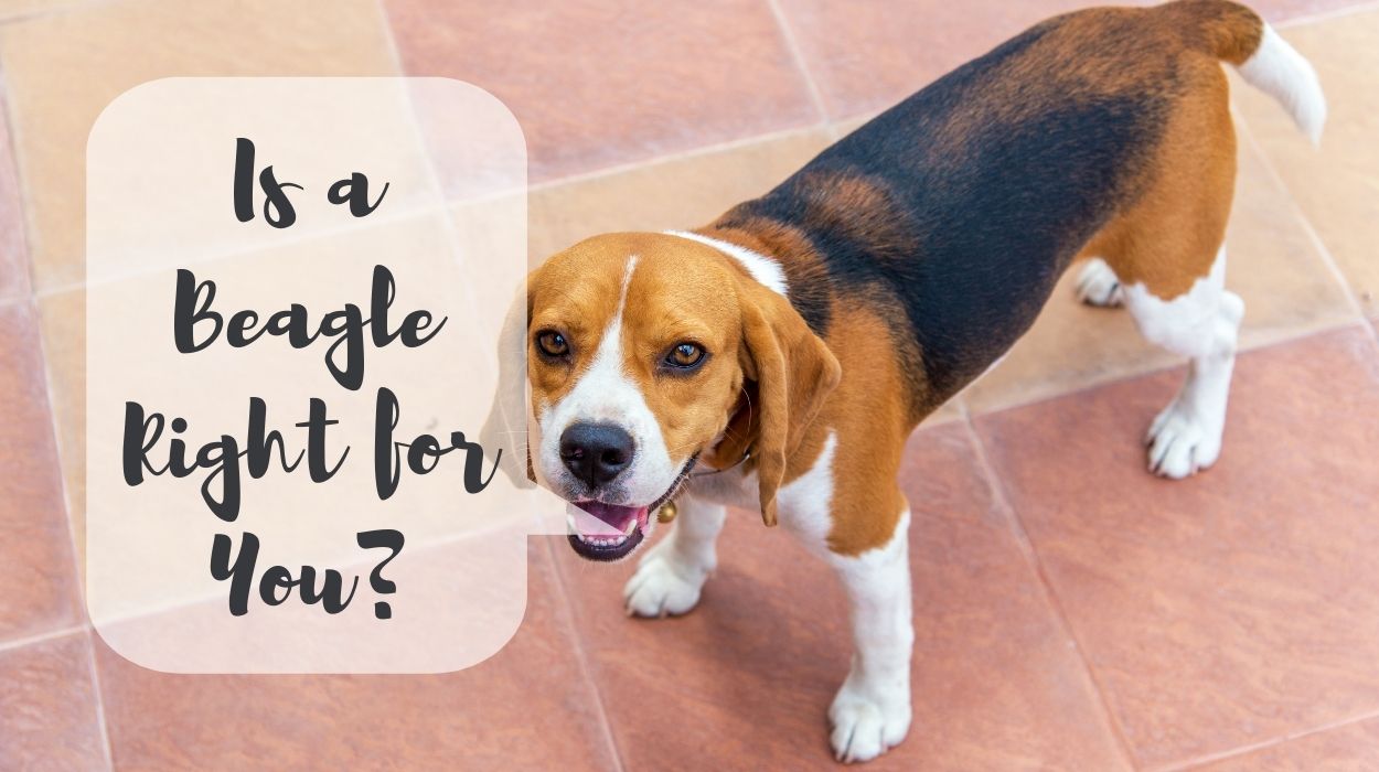 Is a Beagle Right for You