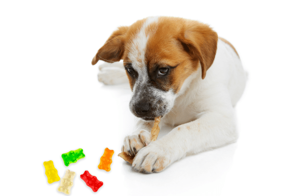 Is candy safe for your dog