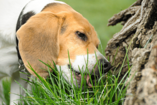 Is chicken poop harmful to dogs