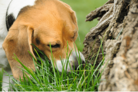 Is it safe for Beagles to Eat Grass