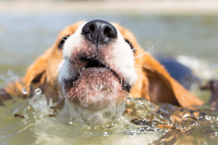 Is swimming good for Beagles