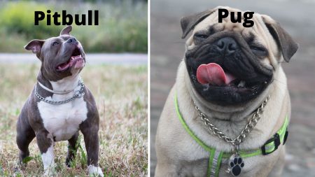 Pitbull pug mix, Pug pit