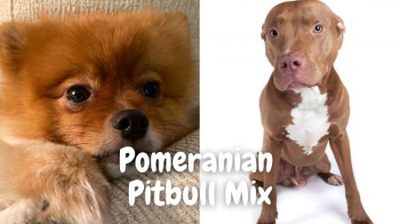 Pomeranian Pitbull Mix