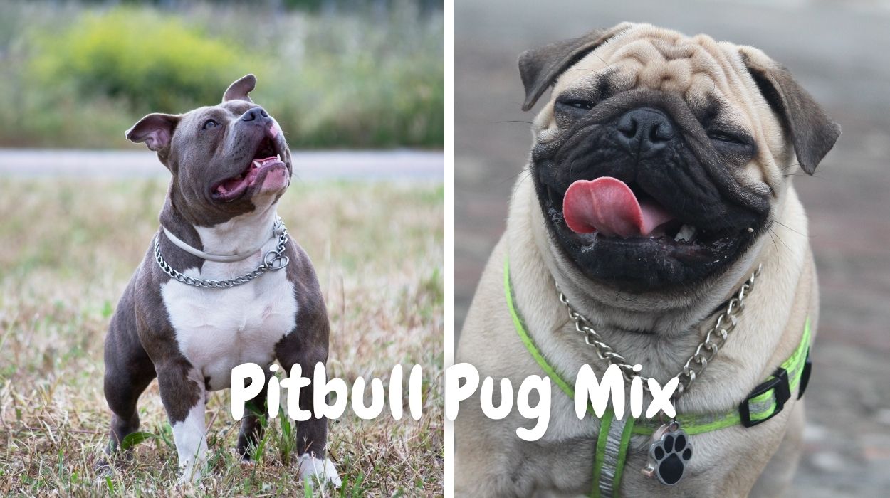 Pug Pitbull mix, pug mixed with pitbull