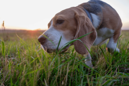 Reasons Why Beagles Eat Grass
