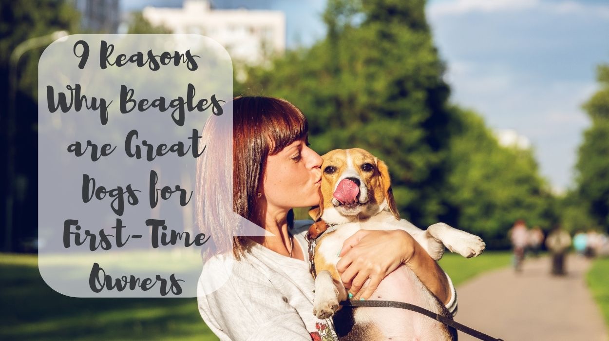 9 Reasons Why Beagles are Great Dogs for First-Time Owners