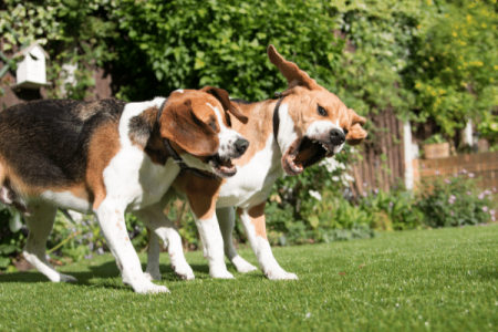 Reasons Why Two Beagles Don’t Get Along Sometimes