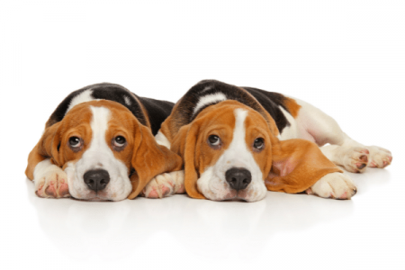 Reasons You Should Get Another Beagle