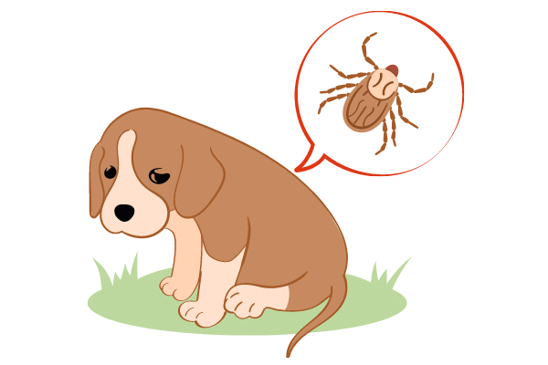 Signs that your puppy has worms