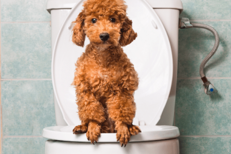 Things you can do to make puppy poop firm