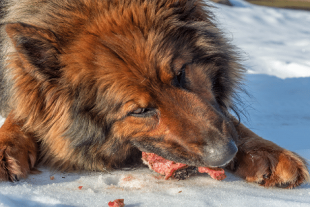 What Are The Adverse Effects Of Your Dog Eating Rotten Meat