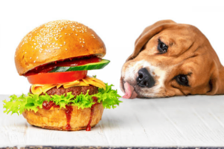 What Are The Ill Effects Of Eating a Cheeseburger On Dogs