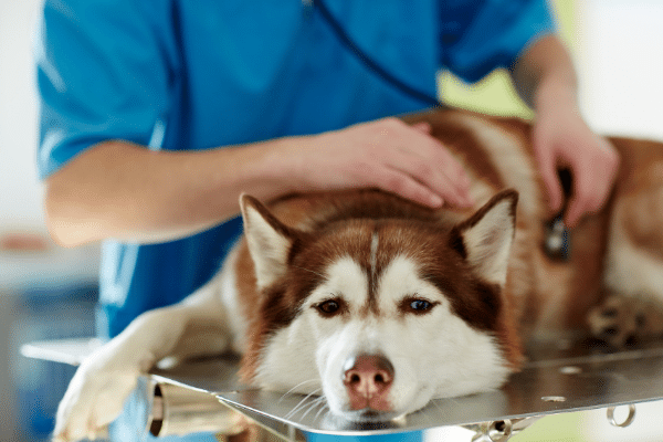 What Are The Risks Of Corn Starch For Your Dog