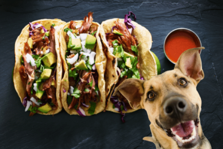 What Are The Risks Of Feeding Your Dog At Taco Bell