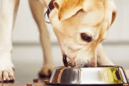 What Are The Side Effects Of Caviar In Dogs