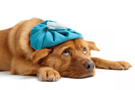 What Are The Side Effects Of Walnuts And Shells In Dogs
