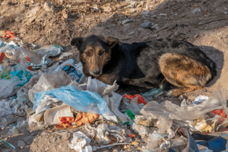 What Happens If Your Dog Consumes Rotten Meat From Trash