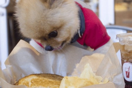 What Happens When a Dog Eats Grilled Cheese Excessively
