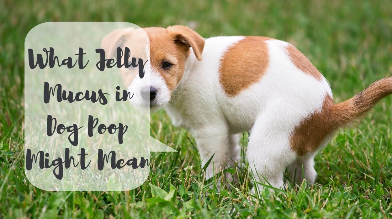 What Jelly Mucus in Dog Poop Might Mean