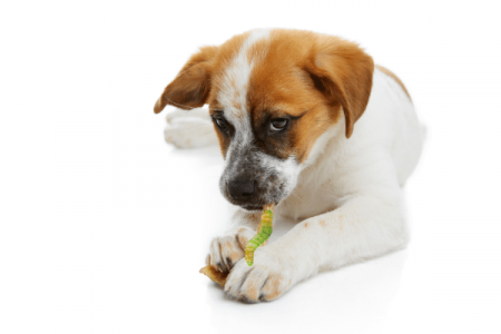 What To Do If Your Dog Eats Sour Gummy Worms