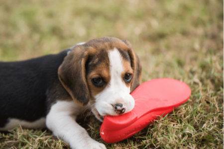 What are the reasons that cause Beagles to bite