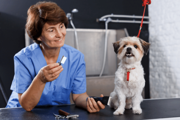 What to expect after deworming your puppy
