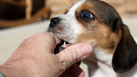 When do Beagle Puppies Stop Biting and Nipping