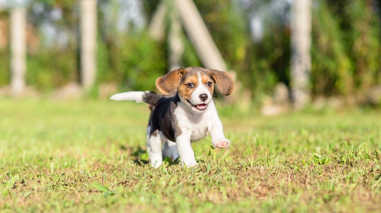 When to Start Training a Beagle Puppy