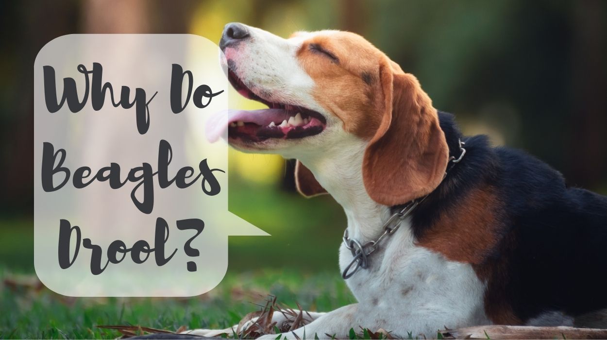Why Do Beagles Drool?
