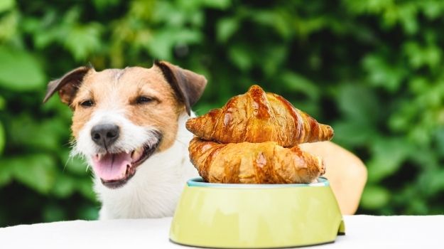Why aren’t croissants safe for dogs