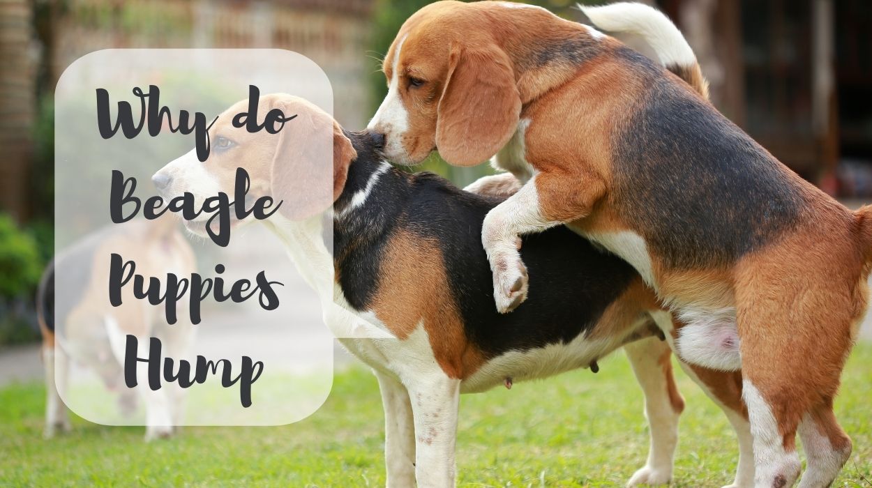 Why do Beagle Puppies Hump