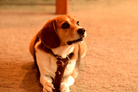 curious beagle