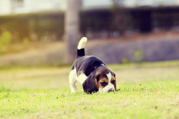 gentle beagle puppy