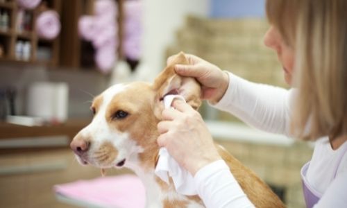 6 Reasons why your dog's ears are hot